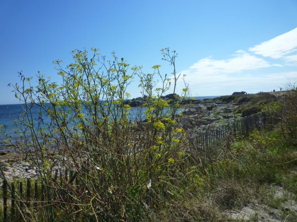 Lesconil (Finistère, Bretagne). La Grande plage, 12 août 2010