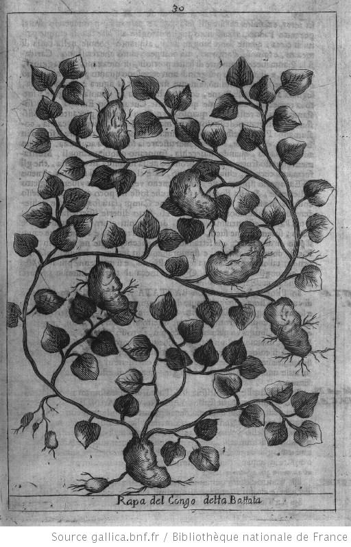 [Illustrations de Istorica Descrittione de Tre regni Congo, Matamba et Angola, situati nell Etiopa inferiore occidentale e delle missioni apostoliche esercitateui da religiosi Capuccini] / Agnelli, grav. ; Giovanni Antonio Cavazzi, Fortunato Alamandini, aut. du texte. Source : Bibliothèque nationale de France.