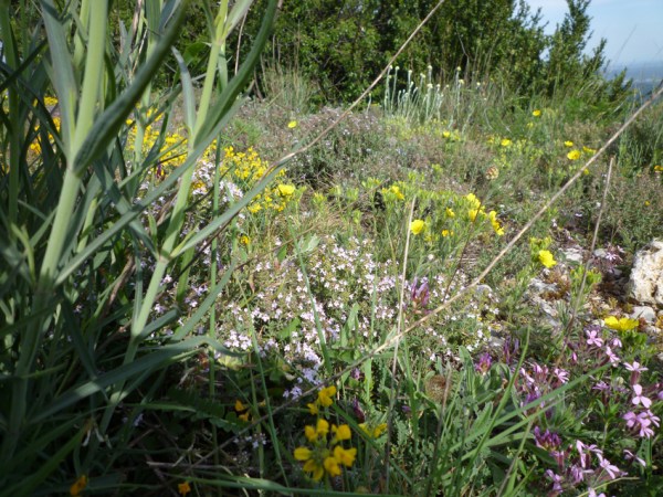 Montagne de la Séranne (Hérault), 23 mai 2011