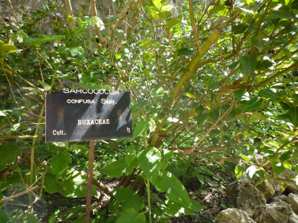 Montpellier, Jardin botanique, 1er mai 2012