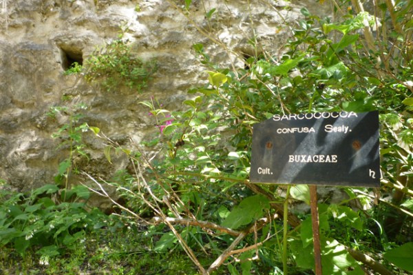 Montpellier, Jardin botanique, 1er mai 2012