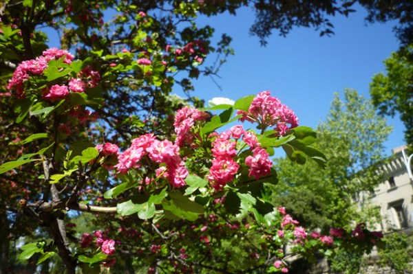 Montpellier, Jardin botanique, 1er mai 2012