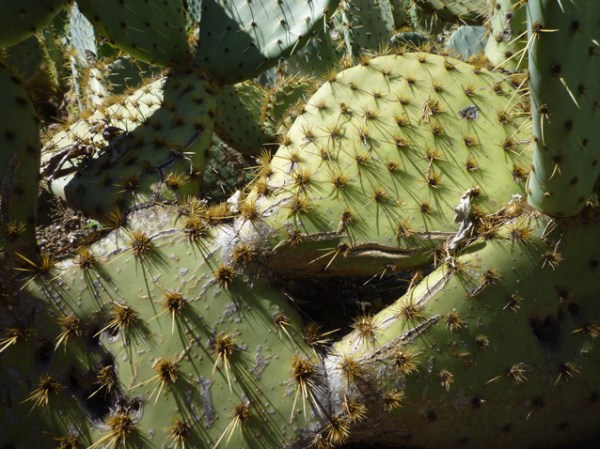 Montpellier, jardin des plantes, 8 juillet 2012