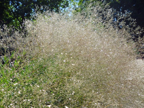 Montpellier, jardin des plantes, 8 juillet 2012
