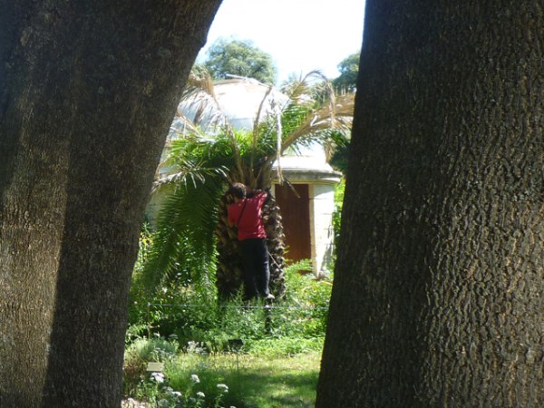 Montpellier, jardin des plantes, 8 juillet 2012