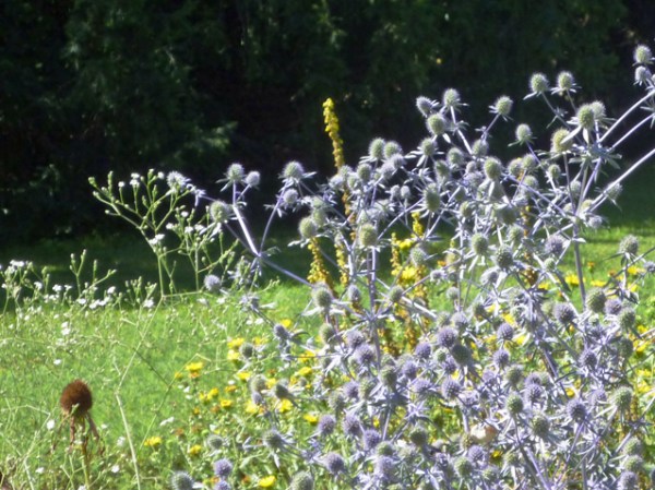 Montpellier, jardin des plantes, 8 juillet 2012