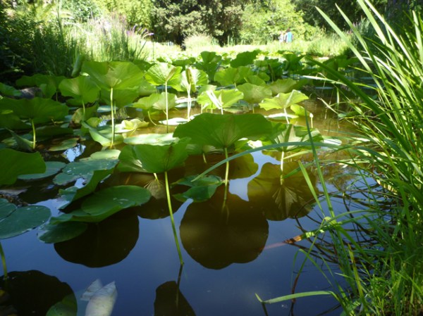 Montpellier, jardin des plantes, 8 juillet 2012