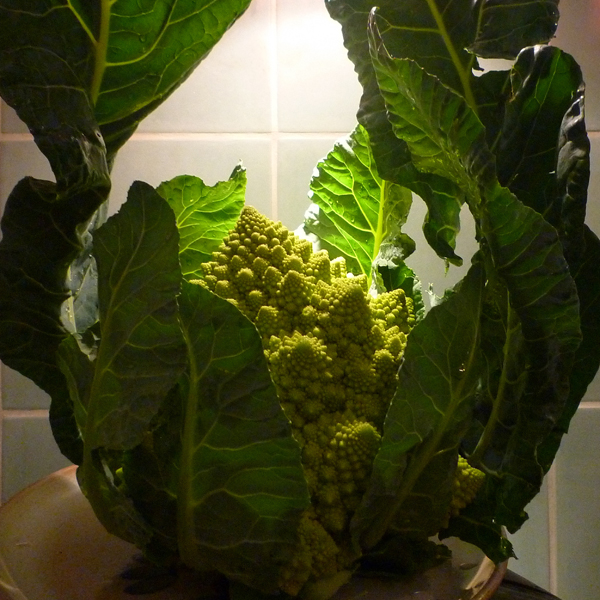 Chou romanesco