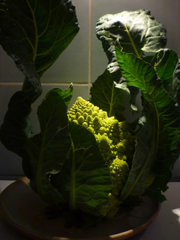 Chou romanesco