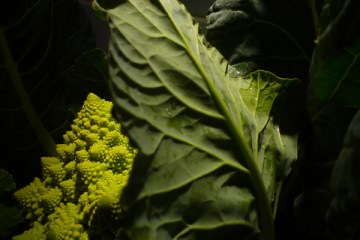 Chou romanesco