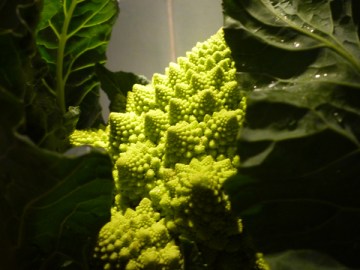 Chou romanesco