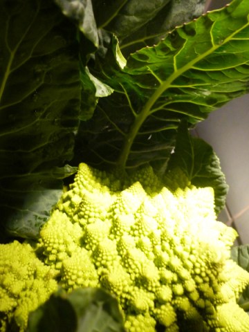 Chou romanesco