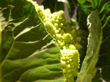 Chou romanesco