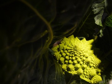 Chou romanesco