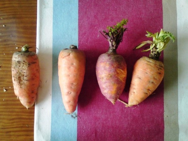 Dialogue des carottes