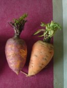 Dialogue des carottes