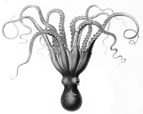 Extrait de :  Description de l'Egypte..., Histoire naturelle, T. II, Paris, 1887