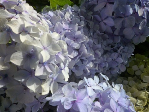 Hortensias, Ariège (France), 10 août 2014