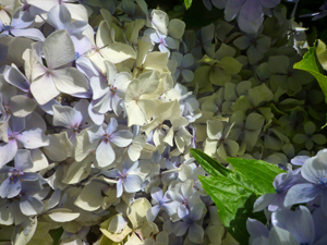 Hortensias, Ariège (France), 10 août 2014
