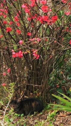 Montpellier (Occitanie, France), Jardin des plantes, 18 février 2018