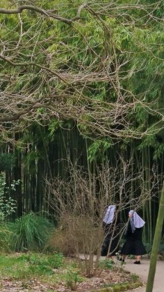 Montpellier (Occitanie, France), Jardin des plantes, 18 février 2018