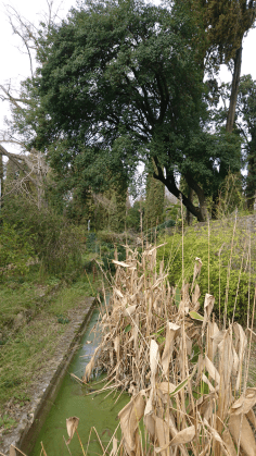 Montpellier (Occitanie, France), Jardin des plantes, 18 février 2018