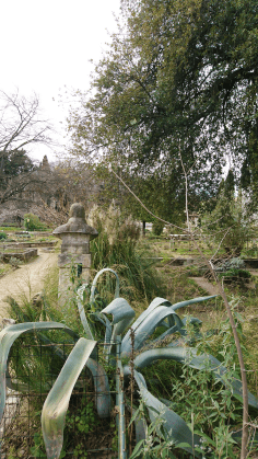 Montpellier (Occitanie, France), Jardin des plantes, 18 février 2018