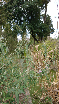 Montpellier (Occitanie, France), Jardin des plantes, 18 février 2018