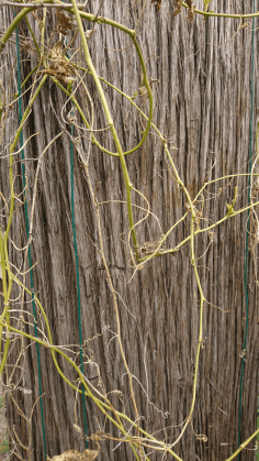 Montpellier (Occitanie, France), Jardin des plantes, 18 février 2018
