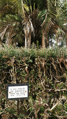 Montpellier (Occitanie, France), Jardin des plantes, 18 février 2018