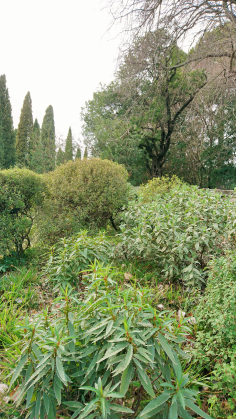 Montpellier (Occitanie, France), Jardin des plantes, 18 février 2018
