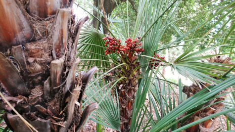 Montpellier (Occitanie, France), Jardin des plantes, 18 février 2018