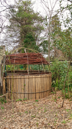 Montpellier (Occitanie, France), Jardin des plantes, 18 février 2018