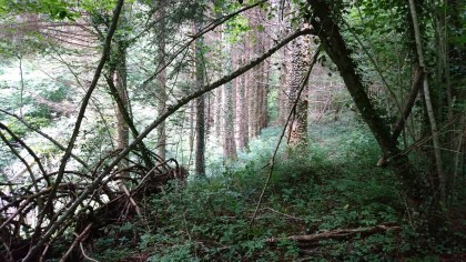 Buzan (Ariège, Occitanie), 22 juillet 2018