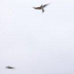 Hirondelles sous la pluie, Toulouse (Occitanie, France), 26 septembre 2020