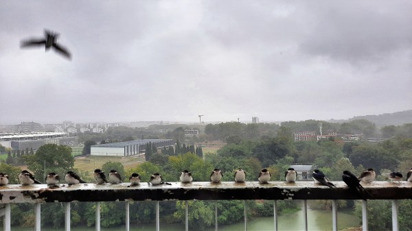 Hirondelles sous la pluie, Toulouse (Occitanie, France), 26 septembre 2020