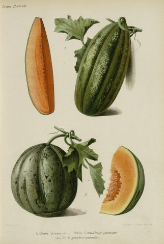 Goffart, J. L. et Guillot, J. R., [Melons], gravure, dans : la Revue horticole, 1903. Source : Hortalia, bibliothèque numérique de la Société nationale d'horticulture de France