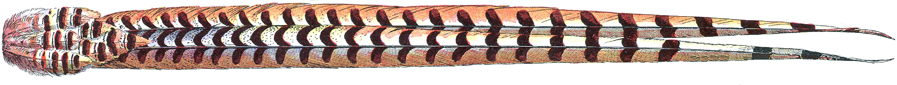 Adolphe Millot (1857-1921). Dessin de plumes de faisan vénéré (Syrmaticus reevesii). Détail de : Plumes. Dans : Le Larousse pour tous : Nouveau dictionnaire encyclopédique, vol.2, Librairie Larousse, Paris, [1907-1910], p.465. Domaine public, via Wikimedia Commons.